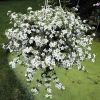 БАКОПА TAIFUN MEGA WHITE (Я)