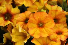 Петхоа BEAUTICAL Sunset Orange (Я)