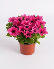 СУРФИНИЯ SURFINIA CLASSIC HOT PINK