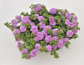 СУРФИНИЯ DOUBLE LILAC 485