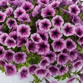 ПЕТУНИЯ LITTLETUNIA PINK SPLASH (Я)