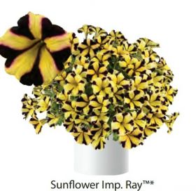 ПЕТУНИЯ RAY SUNFLOWER