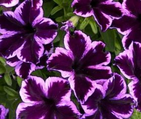 ПЕТУНИЯ CRAZYTUNIA Cosmic Violet (СФ)