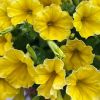 СУРФИНИЯ SURFINIA CLASSIC YELLOW