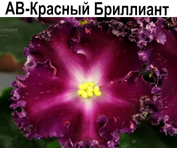 АВ-Красный Бриллиант  НОВИНКА КАТАЛОГА!