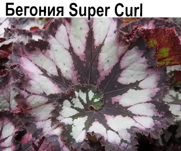 Бегония Super Curl  НОВИНКА КАТАЛОГА!