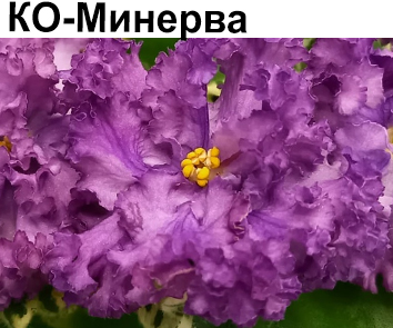 КО-Минерва (Кособокова)  НОВИНКА