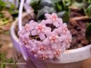 Hoya compacta
