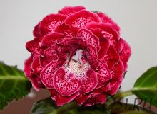 ЕН-Комплимент Королеве (сел.Е.Николаева) Новинка 2025!