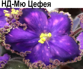 НД-Мю Цефея (Данилова-Суворова)  НОВИНКА