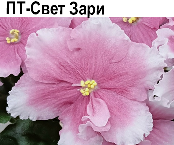 ПТ-Свет Зари (Пугачева,)  НОВИНКА КАТАЛОГА!