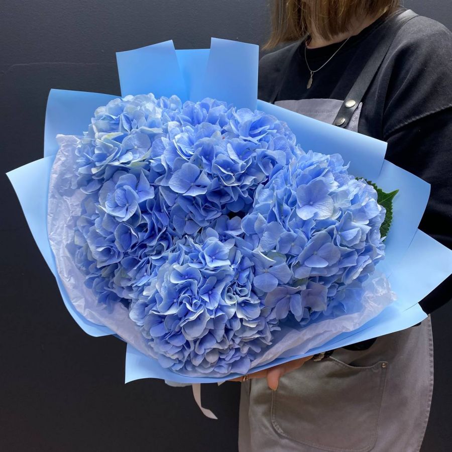 Голубая Гортензия в упаковке