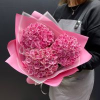 Розовая гортензия