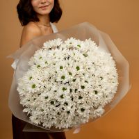 Хризантема (сорт Бакарди) 25 шт