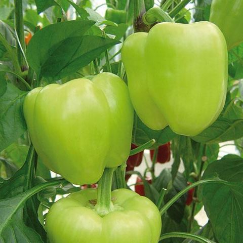 Перец сладкий Лозорно F1, 10шт семян