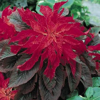 Амарант двуцветный (Amaranthus bicolor) Molten Fire,  1г семян