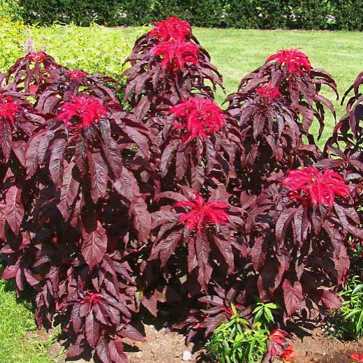 Амарант двуцветный (Amaranthus bicolor) Molten Fire,  1г семян