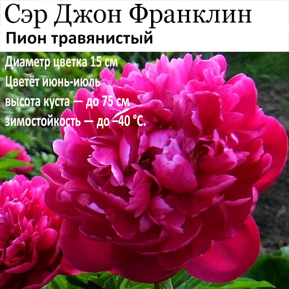 Пион Сэр Джон Франклин