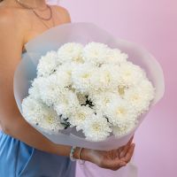 Хризантема (сорт Алтай) 5 шт