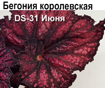 DS-31 Июня (Диметрис)
