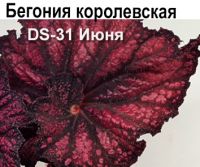 DS-31 Июня