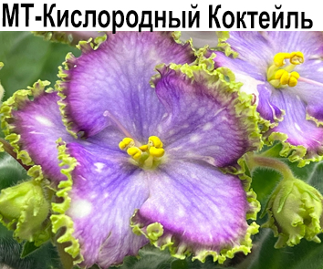 МТ-Кислородный Коктейль (М.Тотиева)  НОВИНКА КАТАЛОГА!