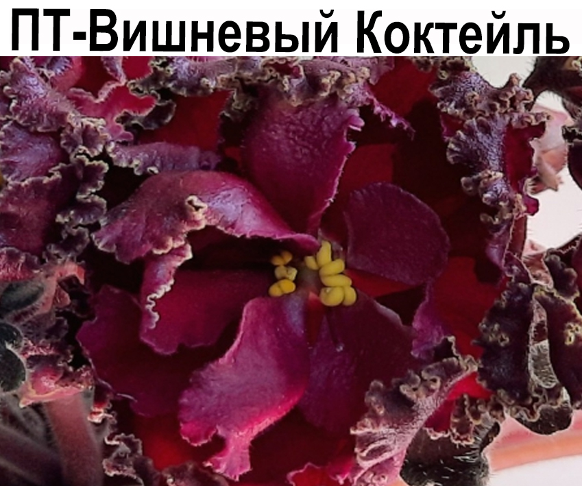 ПТ-Вишневый Коктейль (Пугачева)  НОВИНКА КАТАЛОГА!