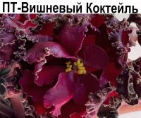 ПТ-Вишневый Коктейль