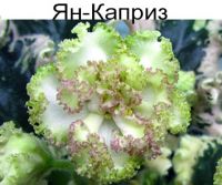 Ян-Каприз