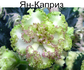 Ян-Каприз (Пуминова)