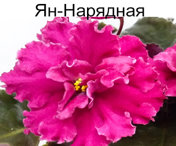Ян-Нарядная (Пуминова)