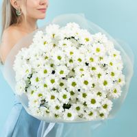 15 хризантем (сорт Бакарди)