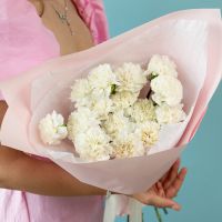 белые диантусы 15