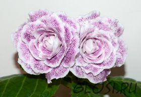 ЕН-Серебро Севера (сел.Е.Николаева)