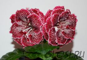 ЕН-Тигровая Лилия (сел.Е.Николаева) Новинка 2025!