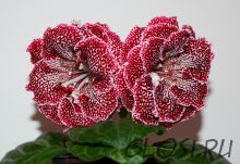 ЕН-Тигровая Лилия (сел.Е.Николаева) Новинка 2025!