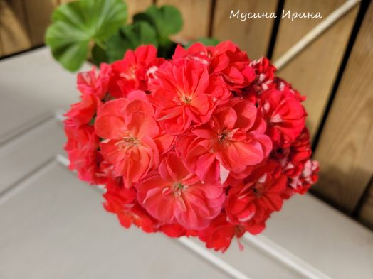 Шёлк Бабочка № 2470