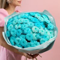 15 хризантем голубых