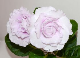 ЕН-Ангельская Невеста (сел.Е.Николаева) Новинка 2025!