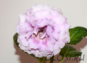 ЕН-Асиль (сел.Е.Николаева) Новинка 2025!