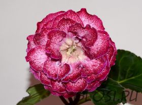 ЕН-Барыня-Боярыня (сел.Е.Николаева) Новинка 2024!