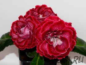 ЕН-Бельфлёр (сел.Е.Николаева)