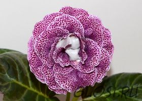 ЕН-Бермуды (сел.Е.Николаева) Новинка 2024!