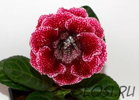 ЕН-Вишневый Омут (сел.Е.Николаева) Новинка 2025!