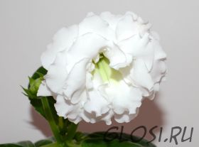 ЕН-Душистый Хмель (сел.Е.Николаева) Новинка 2025! Ароматный!