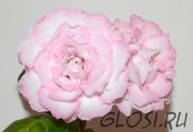 ЕН-Коралловые Рифы (сел.Е.Николаева) Новинка 2025!