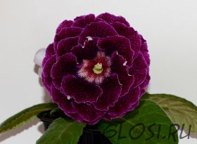 ЕН-Лиловые Ночи Парижа (сел.Е.Николаева) Новинка 2025!