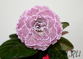 ЕН-Мечты Мишель (сел.Е.Николаева) Новинка 2025!