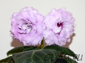 ЕН-Морозная Сирень (сел.Е.Николаева) Новинка 2025!