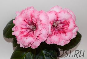 ЕН-Радужная Форель (сел.Е.Николаева)